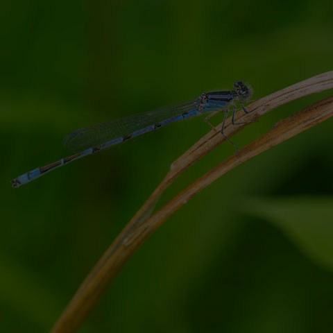 Familiar Bluet