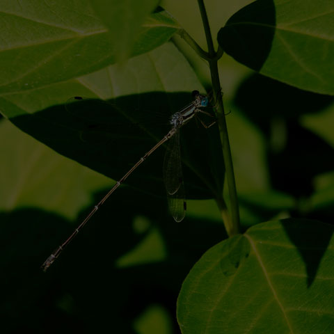 Slender Spreadwing