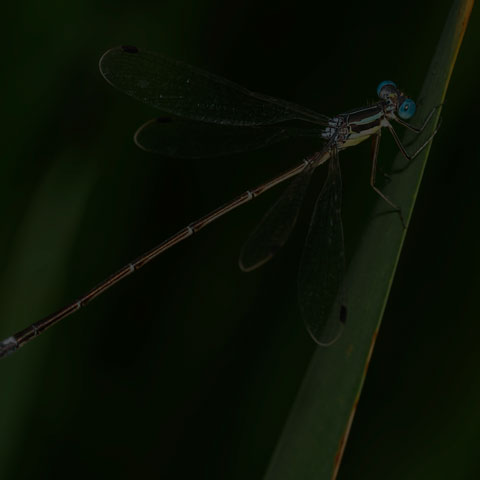 Slender Spreadwing