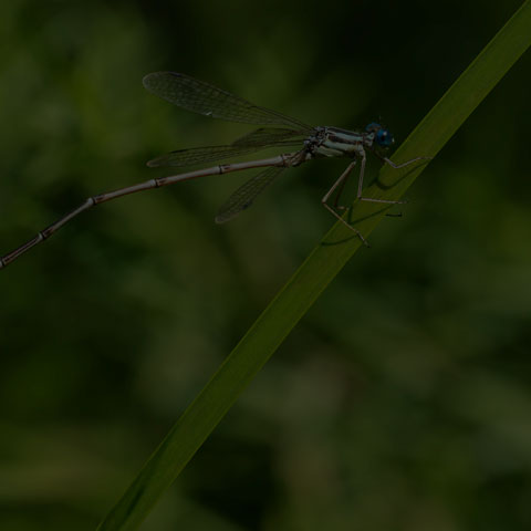 Slender Spreadwing