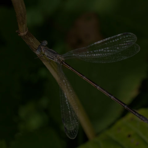 Slender Spreadwing