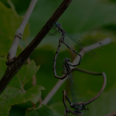 Spotted Spreadwing