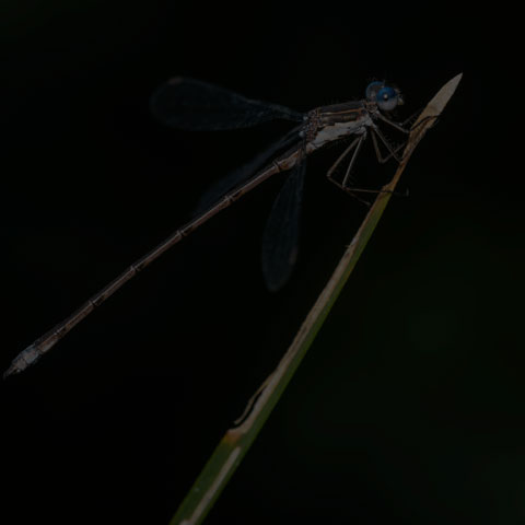 Spotted Spreadwing