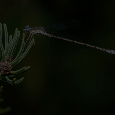 Spotted Spreadwing
