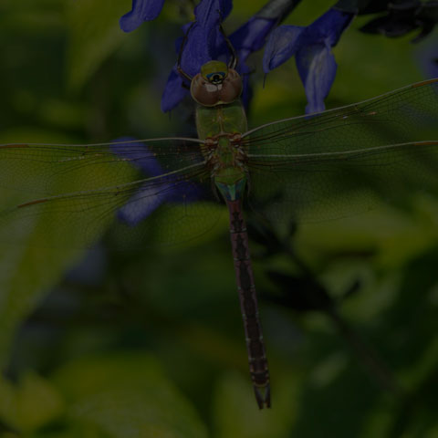 Common Green Darner