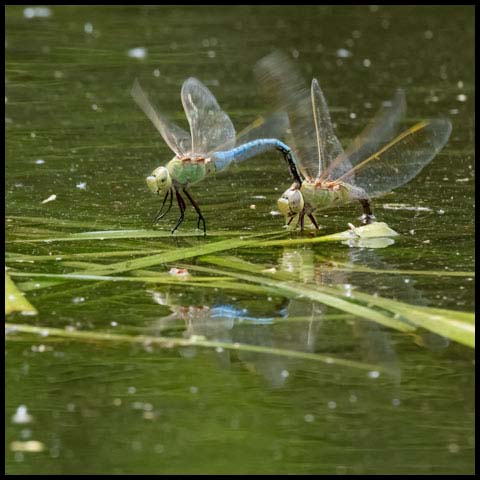 Common Green Darner
