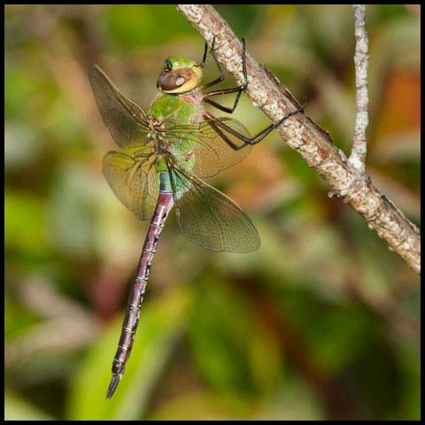 Common Green Darner