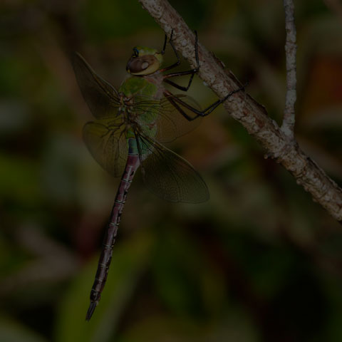 Common Green Darner
