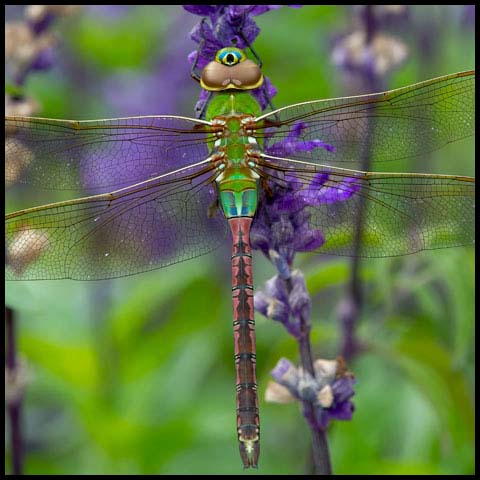 Common Green Darner