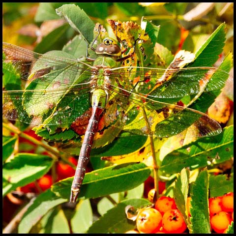 Common Green Darner