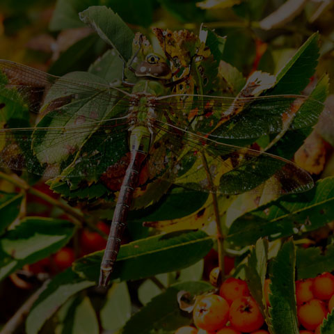 Common Green Darner