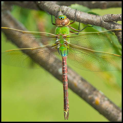 Common Green Darner