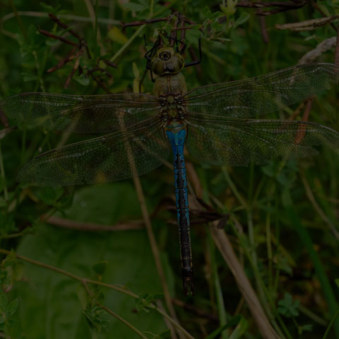 Common Green Darner