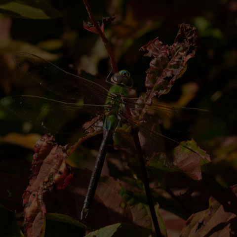 Common Green Darner