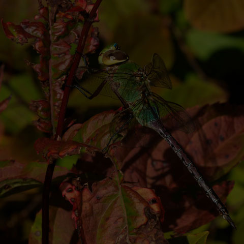 Common Green Darner