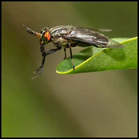 Black Deer Fly