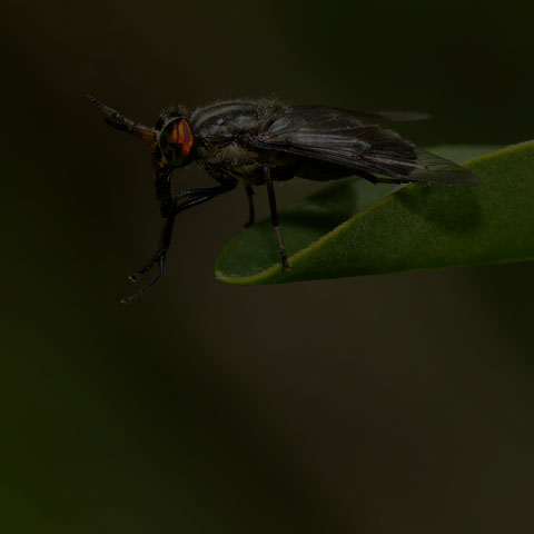 Black Deer Fly