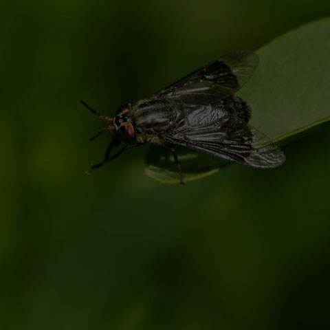 Black Deer Fly