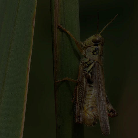 Red-legged Grasshopper