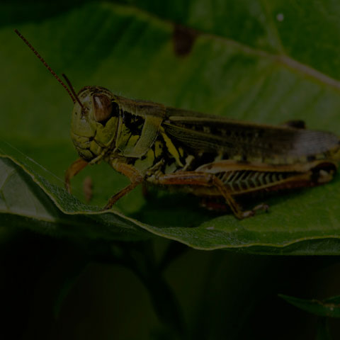 Red-legged Grasshopper