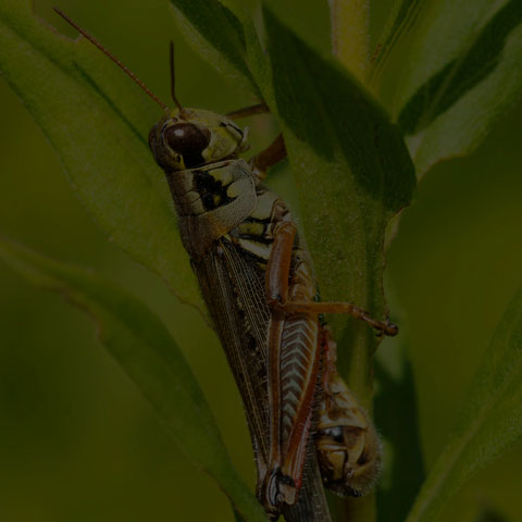 Red-legged Grasshopper