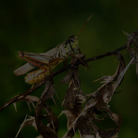 Red-legged Grasshopper