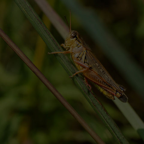 Red-legged Grasshopper