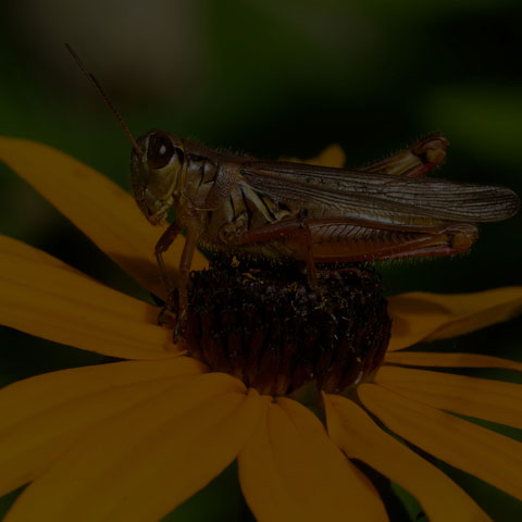 Red-legged Grasshopper