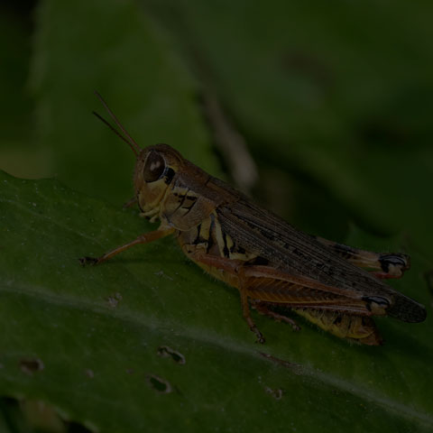 Red-legged Grasshopper