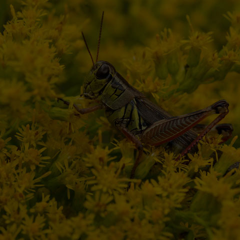 Red-legged Grasshopper