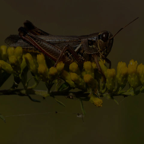 Red-legged Grasshopper