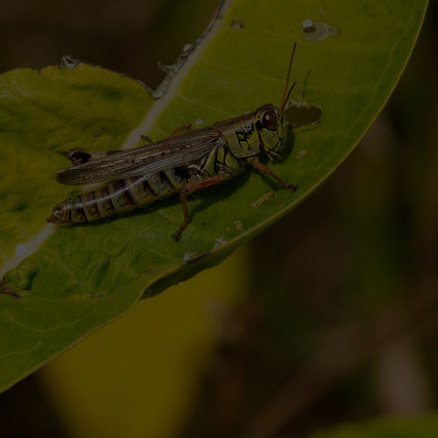 Red-legged Grasshopper