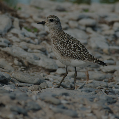 American Golden Plover