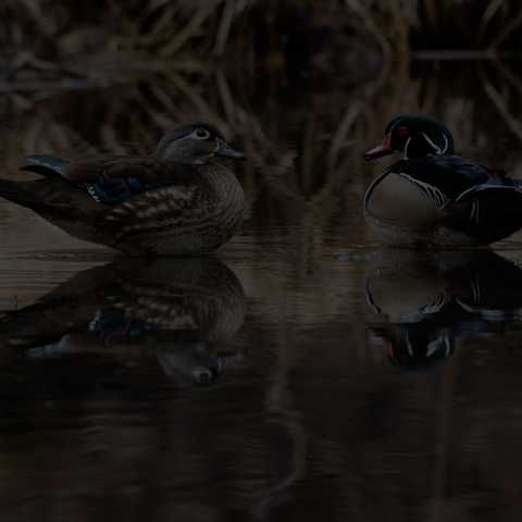 Wood Duck