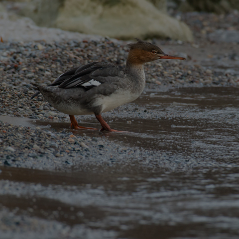 Red-breasted Merganser