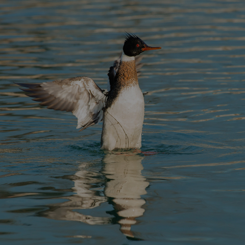 Red-breasted Merganser