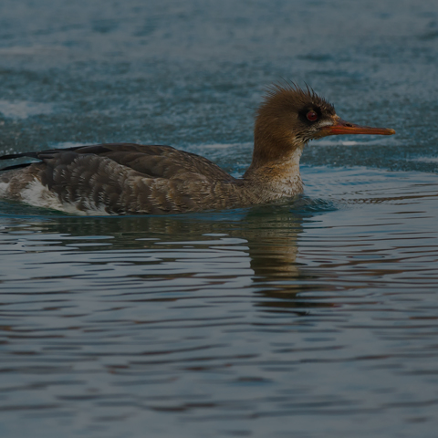 Red-breasted Merganser