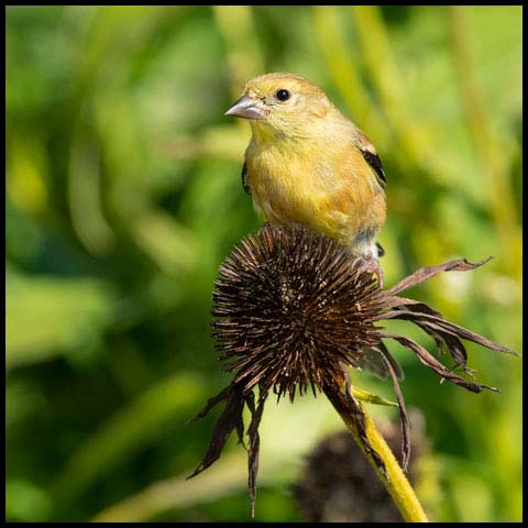 American Goldfinch