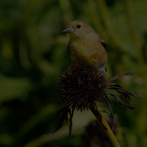 American Goldfinch