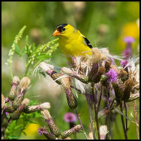 American Goldfinch
