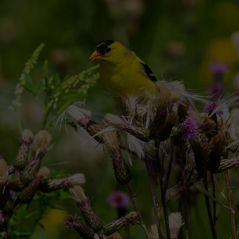 American Goldfinch