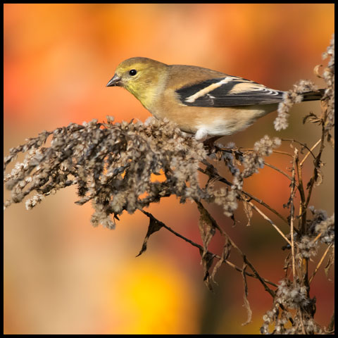 American Goldfinch