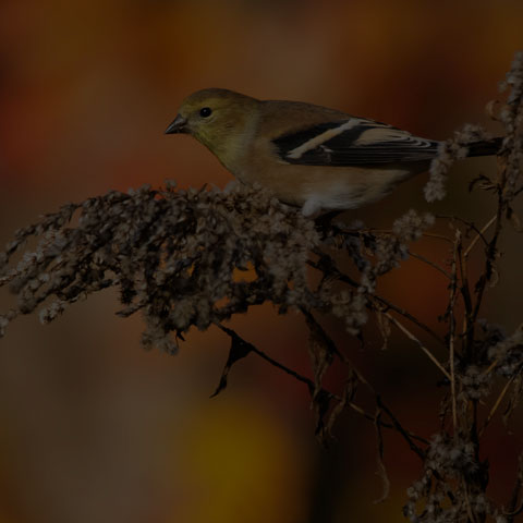 American Goldfinch