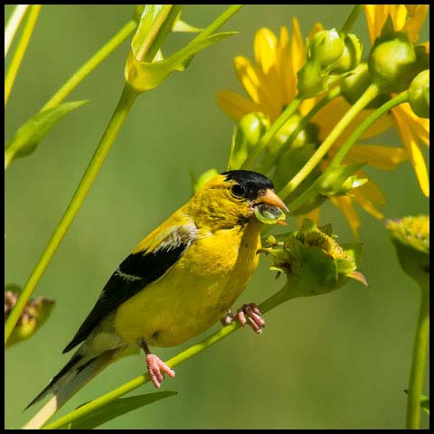 American Goldfinch
