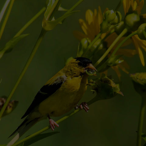 American Goldfinch