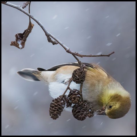 American Goldfinch