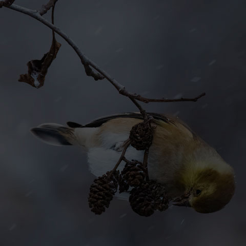 American Goldfinch