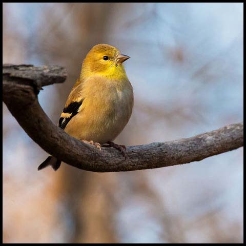 American Goldfinch