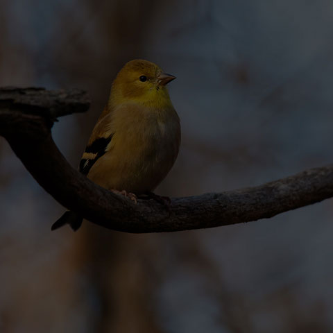 American Goldfinch