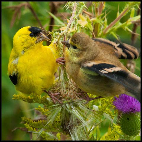 American Goldfinch